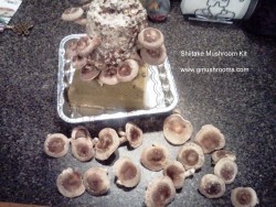 Shiitake-Mushrooms-2012
