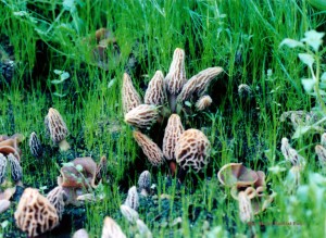 Morel Mushroom Growing Kits Morel Cultivation