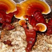 Reishi Ganoderma mushroom growing Kits