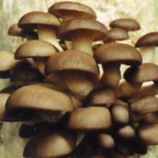 Sonoma BrownOyster mushroom growing Kits