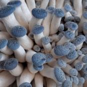 Developing Blue Oyster Mushrooms