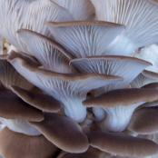 Sonoma Brown Oyster Mushrooms