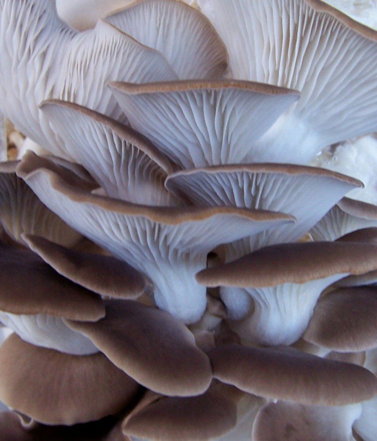 Sonoma Brown Oyster Mushrooms