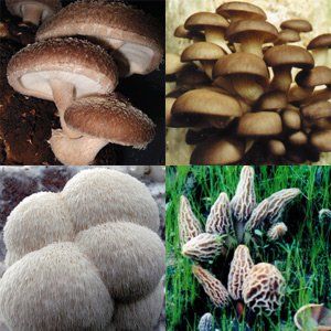 Gourmet's Delight Grow Organic Mushrooms