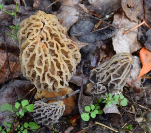 Morel Habitat Kit Morels: Harvest Morels after they turn yellow; the two grey morels may triple in size if you let them go.