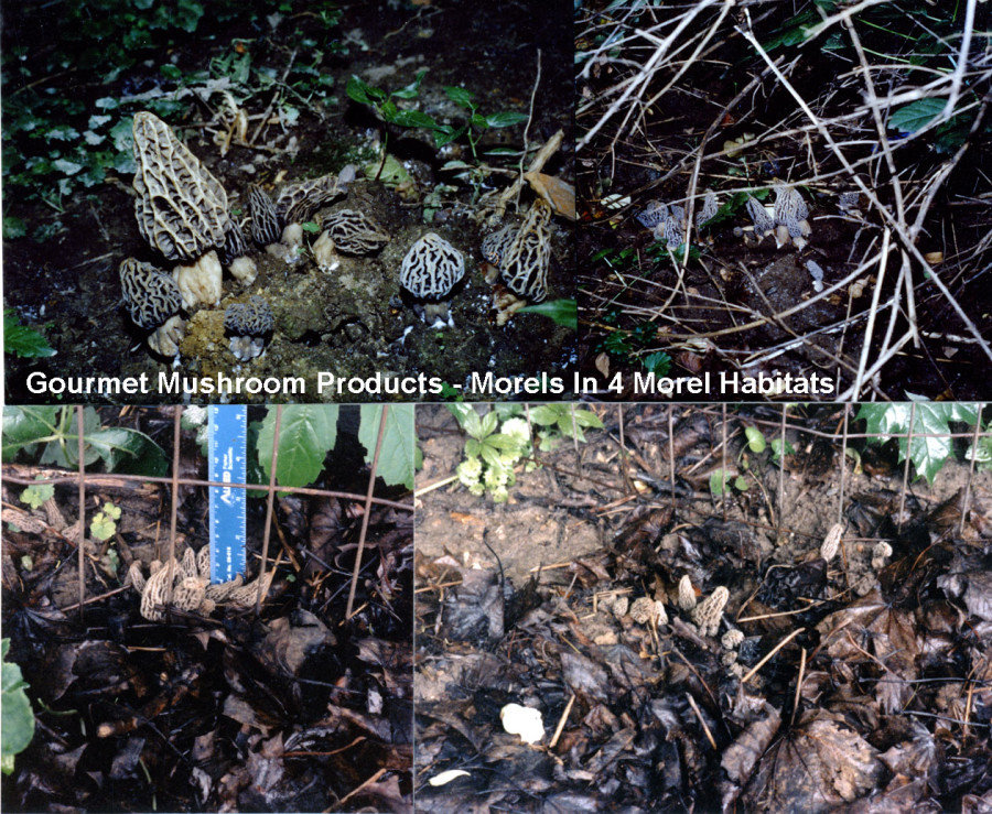 Morels growing in four different Morel Habitats