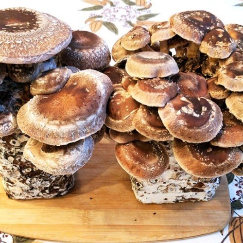 Two Shiitake Mushroom Logs