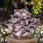Shiitake Mushroom Log - gmushrooms.org