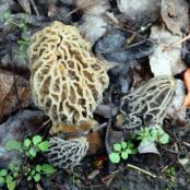Morel Habitat Kit Morels: Harvest Morels after they turn yellow; the two grey morels may triple in size if you let them go.